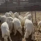 ذبيحه ذبايح نعيم حري تيس