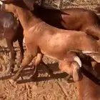 تيوس جنوبيات