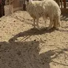 نعجه صفرا