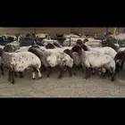 غنم نعيم دفيع وصنف