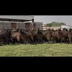 جذعات قبرصيات فاخره 70 راس كلش جذعه