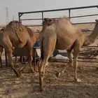 للبيع قعدان قصب