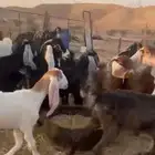 معزا مراح واحد للبيع