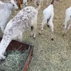 معزا