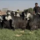 مراح عوارض فاخره