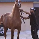 فرس فاخره ولقاح 5 شهور على بطل
