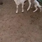 خلفه حرية تحتها طلي