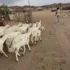 ضان