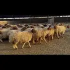 غنم نعيم دفيع