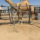 للبيع بعير