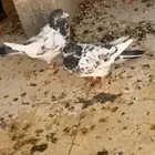 مفقود حمام باكستاني