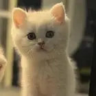 للبيع سكوتش ستريت سلفر درجه اللون na11