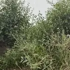 حناء بلدي للبيع