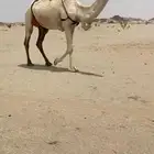 عونيه وضحاء تحتها بكره