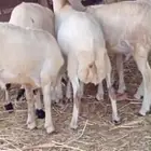 خرفان