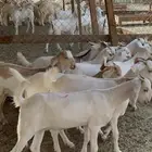 جفار برص فواخر