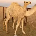 حشو قصب