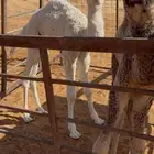 خلفه وضحى بنتها بكره