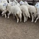 طليان ورخال حرية
