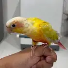 طير ببغاء كنيور صن شك