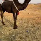 ضيار ميت ولدها