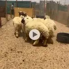 نعيم ضحايا للبيع