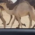 قعود قصب للييع