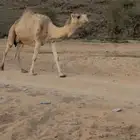 للبيع 10من الابل