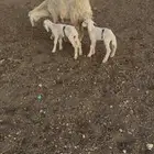 حرية متومه