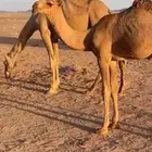 قعود فحل طيب