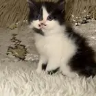 قطط هجينة للبيع