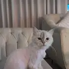 للتبني قطه من اجل السفر