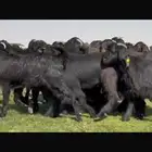 جذعات دلم ودبس فاخره