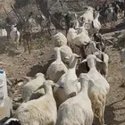 غنم للبيع ضان و معزا 65 تحتها 23