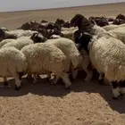 بهم