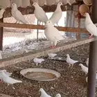 حمام فرنسي