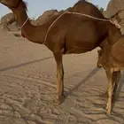 خلفة ساحلية مصغر حمراء دم