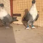 حمام للبيع زوجين و ثلاث اناثي طواير