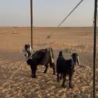 عنز والد تحتها جفره خمس شهور عارضيه