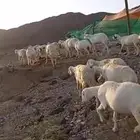 صان حريات للبيع