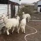 تيوس وخرفان ذبائح للبيع