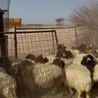 بهم نعيم