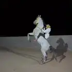 حصان شعبي شيخ