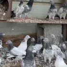 حمام باكستاني مشروط صحه وطيران