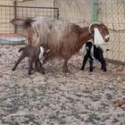 عنز والد بتوم (تم البيع)