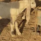 جديان صنف
