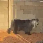تم البيع  تيس فحل للبيع