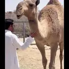 للبيع ناقه كفو صفرا طيبه بلحيل عازل ولدها قبل 3 شهور