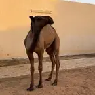 بكرة صفراء بداوة طيبه