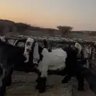ثنين تيوس عوارض فل شحم ونظيفة
